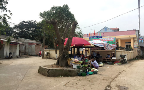 Hà[-]Nội:[-]Cả[-]trăm[-]cây[-]xanh[-]bị[-]chặt[-]hạ[-]sau[-]đợt[-]ra[-]quân[-]"đòi"[-]vỉa[-]hè